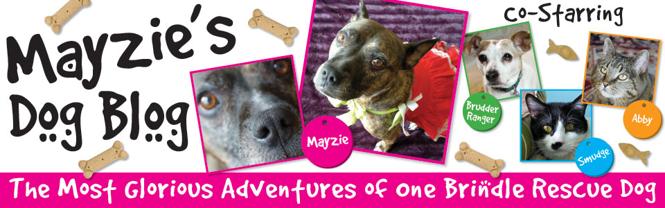 Mayzie Dog Blog Logo